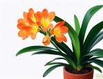 君子兰开花以后怎么护理