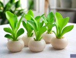 水培小天使植物怎么养