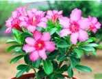 怎样养沙漠玫瑰才开花