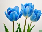 蓝色郁金香花语是什么