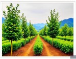 2025年油茶树苗品种大全