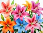 不同颜色的百合花花语