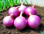 洋葱种子多少钱一公斤