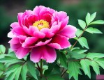 牡丹花是多年生植物吗