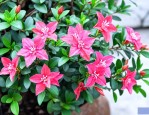 花叶络石北方室外过冬