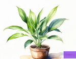无水无土植物