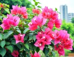 三角梅适合在室外养吗