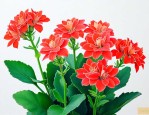 长寿花怎么养才能更旺盛