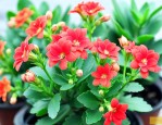 小苗长寿花夏天怎么养