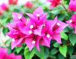 七月份的三角梅怎样养