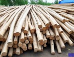 12公分白蜡最新价格