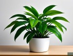 2025年吸甲醛绿植有哪些