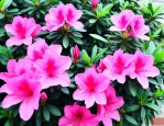 杜鹃花出现黑叶怎么回事