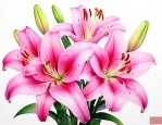 百合花的正确食用方法