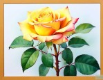 玫瑰花黄叶枯萎怎么办