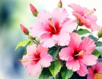 芙蓉花是什么时候开的