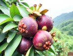 山竹合适种在什么地方