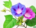 牵牛花传播种子的方式