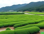 福建漳浦县大山苗木场