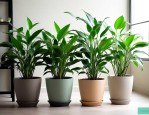 室内净化空气植物排名