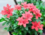 花卉钱串子的养殖方法