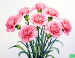 五朵康乃馨花语是什么