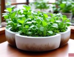 2025年水培植物配方工艺
