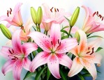 百合花开的句子短句唯美