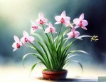 细叶兰花怎么养