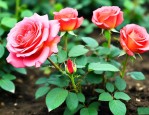 月季花小苗多少钱一棵