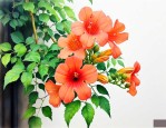 凌霄花能盆栽吗怎么养