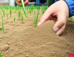 小麦拌种能用多效唑吗