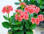 长寿花夏天扦插的方法