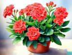夏季长寿花的养殖方法