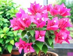 三角梅怎样种植和养护