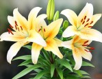 百合花的根茎可以吃吗