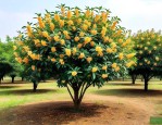 4公分桂花树价格多少