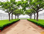 2025年大连黑松树苗基地