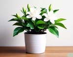 怎样养栀子花才能养好