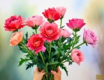 送婆婆鲜花送什么花好