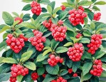 2025年观果类花卉有哪些