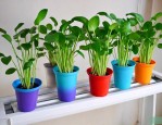 水培植物能用塑料瓶吗