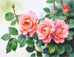 月季花焦叶的原因分析