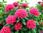 百日红2一6公分价格