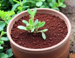 赤玉土适合种什么植物
