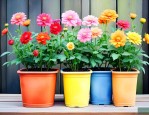 长条花盆适合种什么花