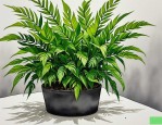 2025年绿植的作用有哪些