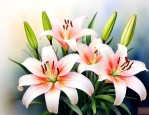 和百合花很像的花叫什么