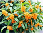 桂花树10公分价格多少