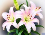 百合花怎么种才种的好